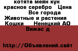 котята мейн кун, красное серебро › Цена ­ 30 - Все города Животные и растения » Кошки   . Ненецкий АО,Вижас д.